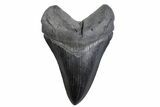 Serrated, Fossil Megalodon Tooth - South Carolina #371772-1
